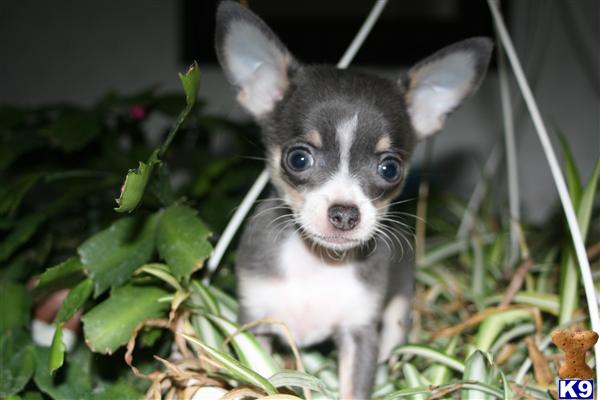 Puppies in Shreve